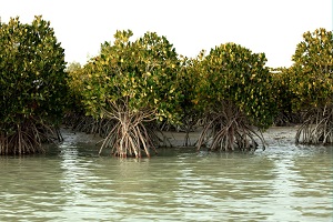 Qeshm Hara Forest Tour