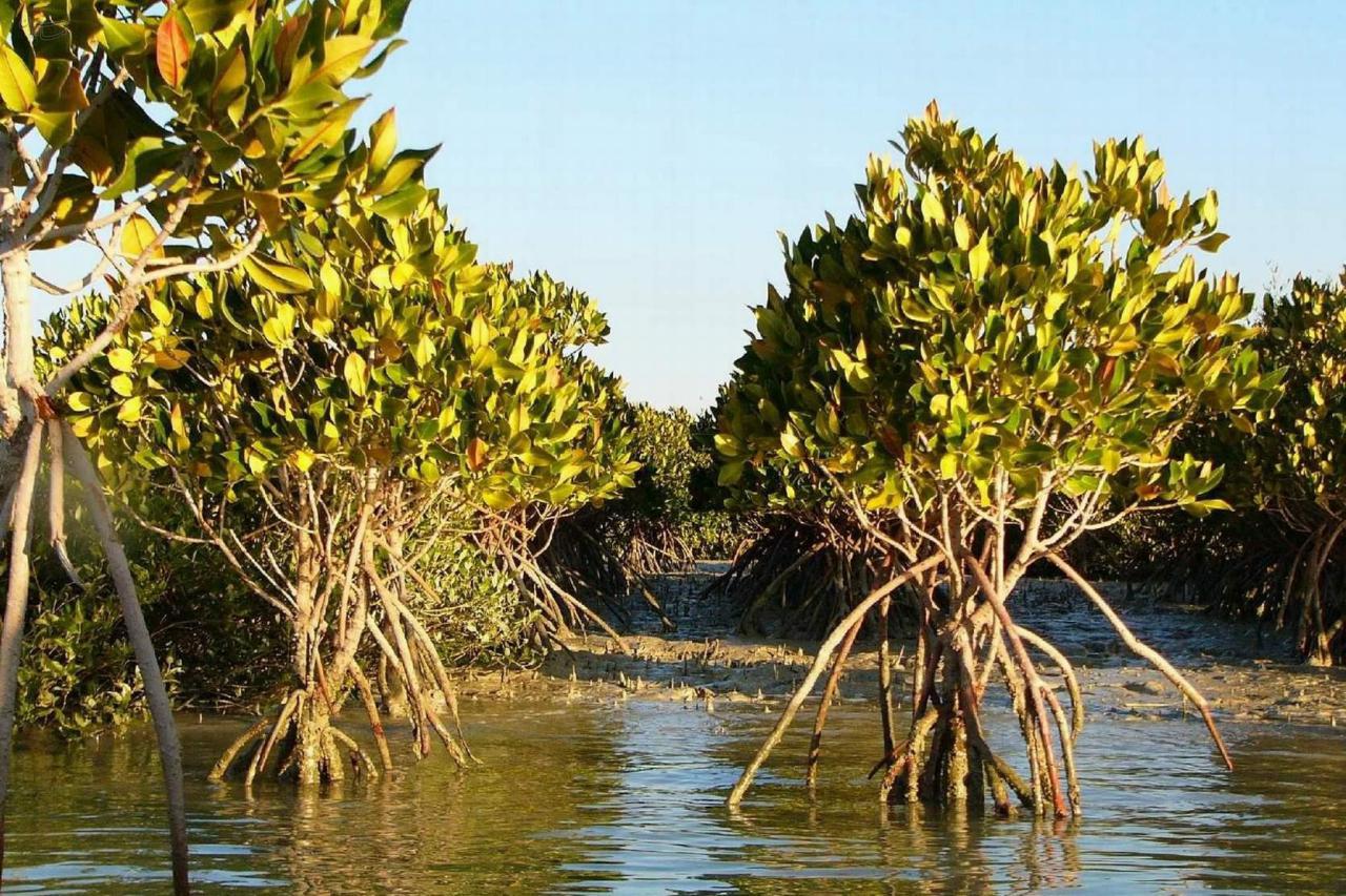 Hara Forest in Qeshm