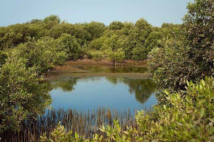 Hara Forest in Qeshm