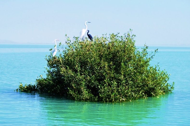 Hara Forest in Qeshm