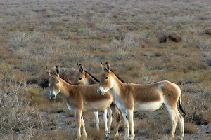 Tehran Desert Tour
