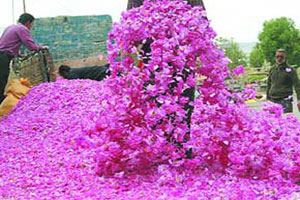 Kashan Day Tours