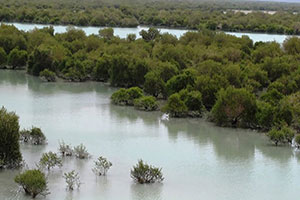 Qeshm’s Hara Forest
