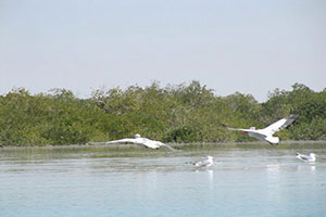 Qeshm Hara Forest Tours